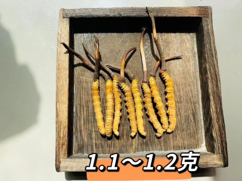 2026西藏新鲜冬虫夏草上市现挖现发48小时送达