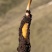 2026西藏新鲜冬虫夏草上市现挖现发48小时送达