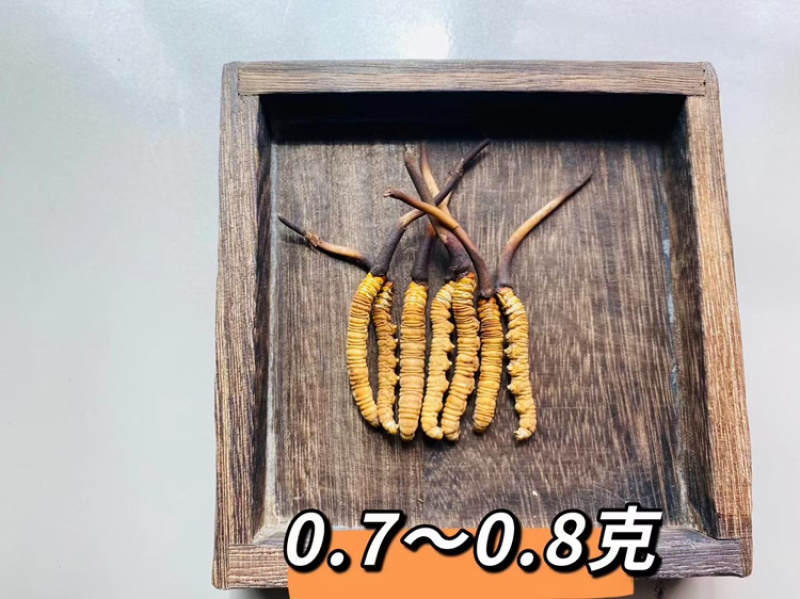 2026西藏新鲜冬虫夏草上市现挖现发48小时送达
