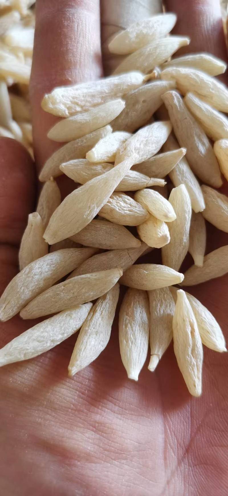 川麦冬，产地直销，一手货源，大统货大量出货！有需要的联系