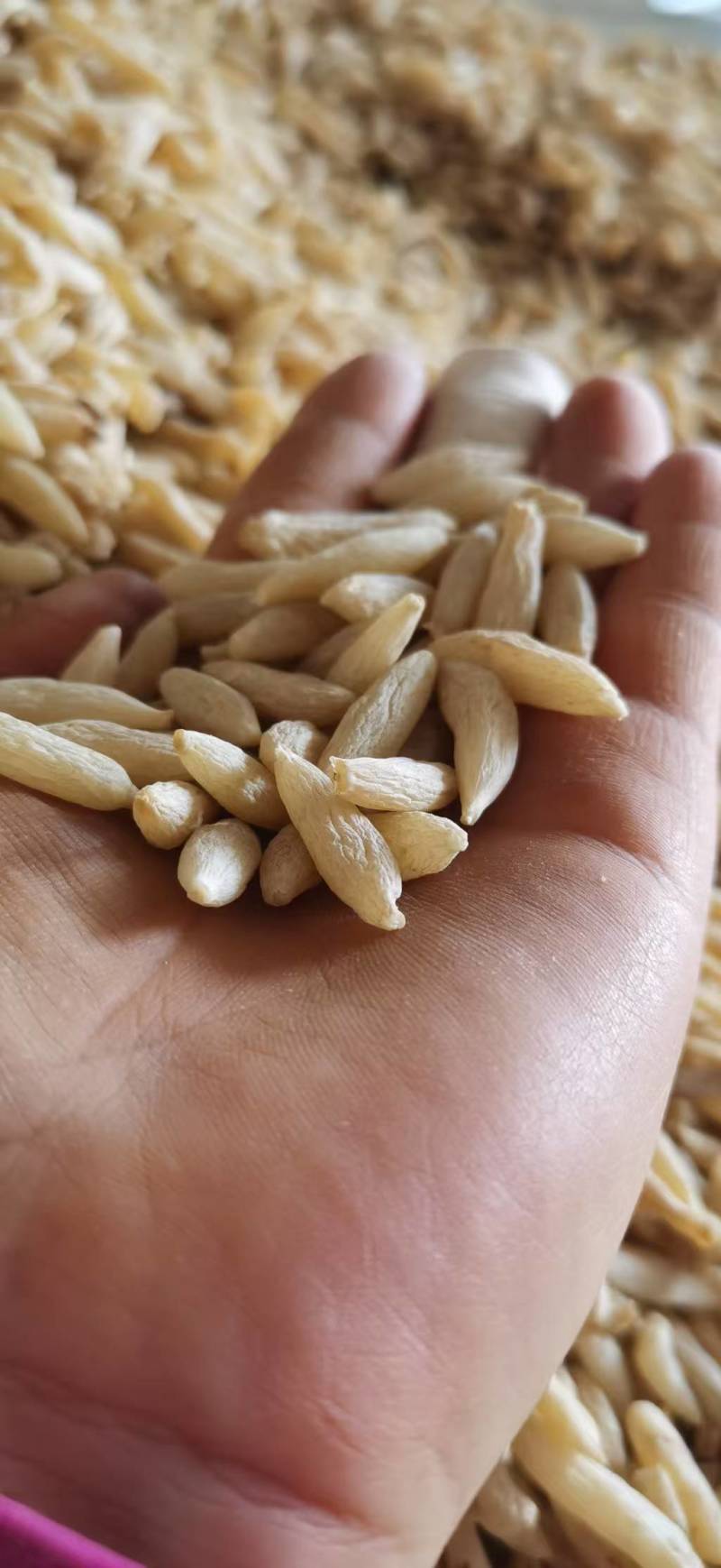 川麦冬，产地直销，一手货源，大统货大量出货！有需要的联系