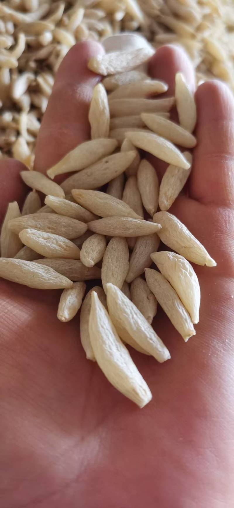 川麦冬，产地直销，一手货源，大统货大量出货！有需要的联系