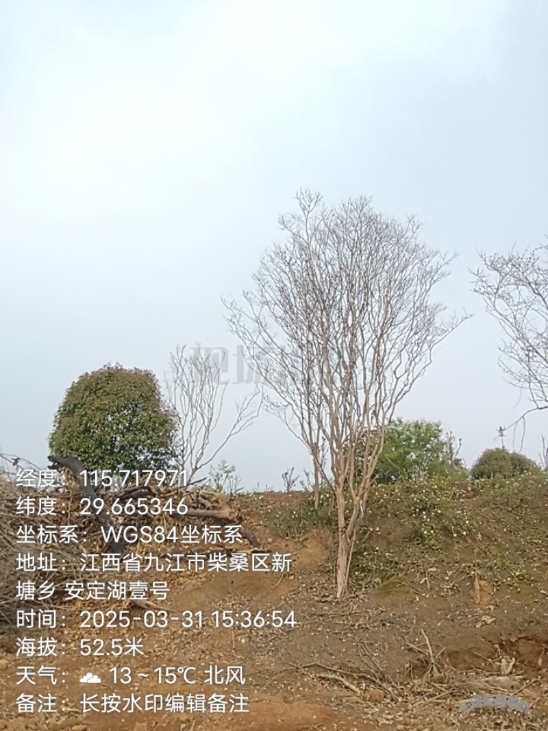 紫薇树