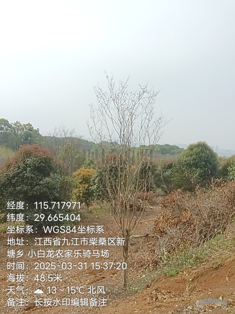紫薇树