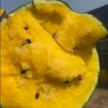江苏盐城产区特小凤大量上市中皮薄多汁脆甜可口