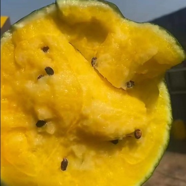 江苏盐城产区特小凤大量上市中皮薄多汁脆甜可口