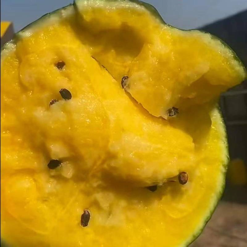 江苏盐城产区特小凤大量上市中皮薄多汁脆甜可口