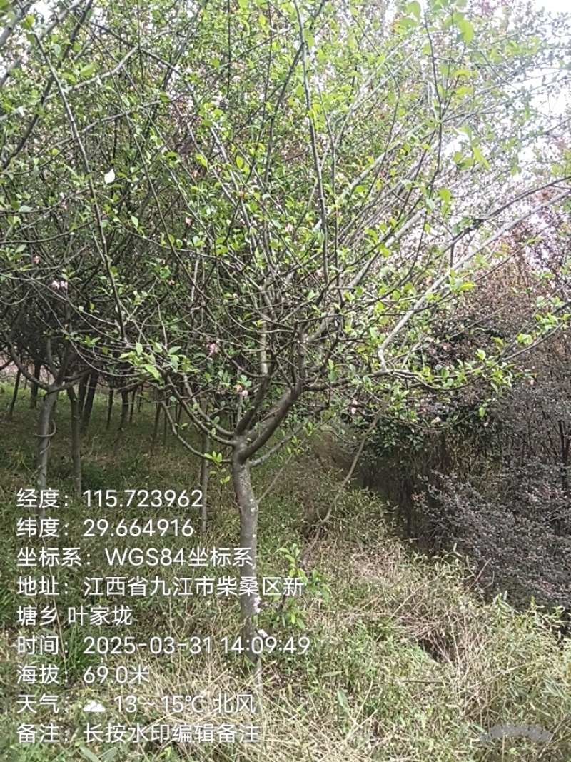 垂丝海棠