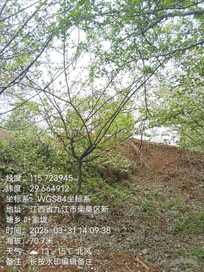 垂丝海棠