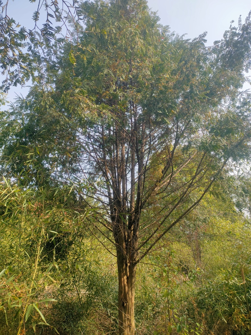 红豆杉