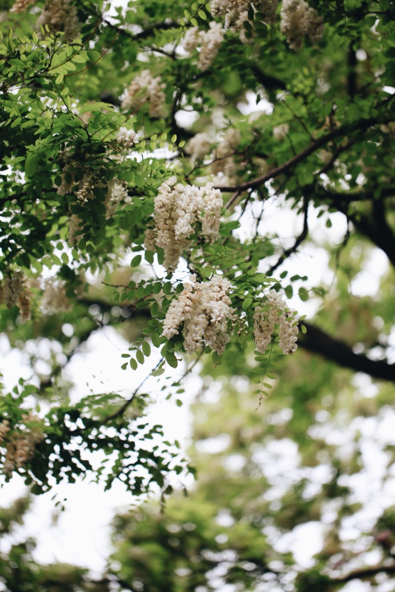 销售槐花