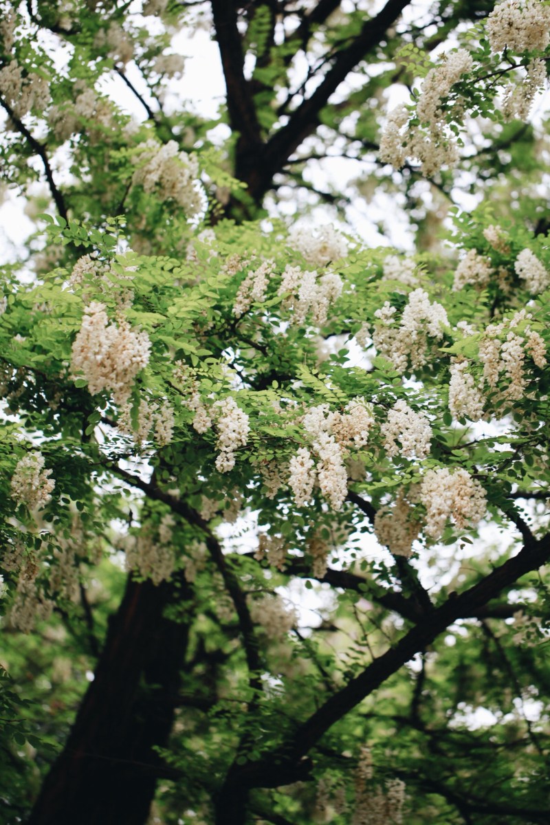 销售槐花