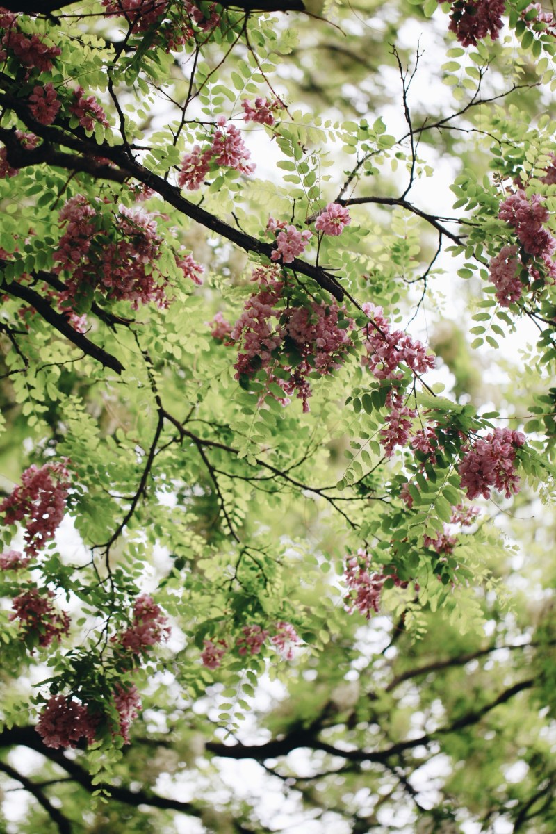 销售槐花