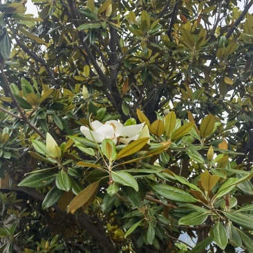 广玉兰