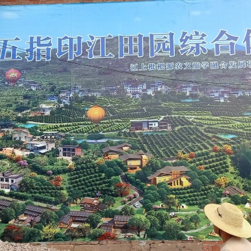 500亩白枇杷