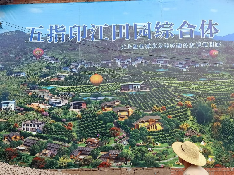 500亩白枇杷
