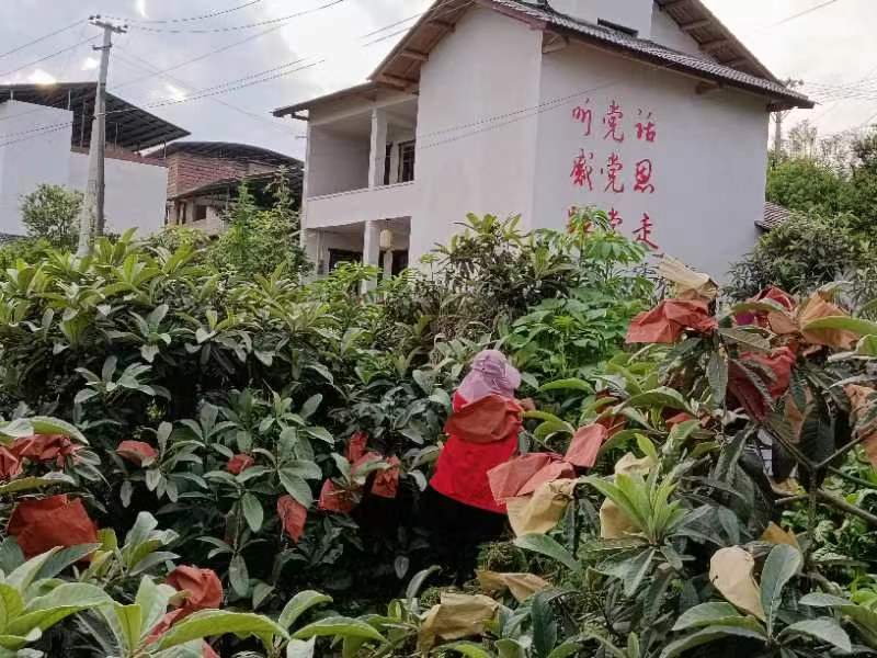 500亩白枇杷