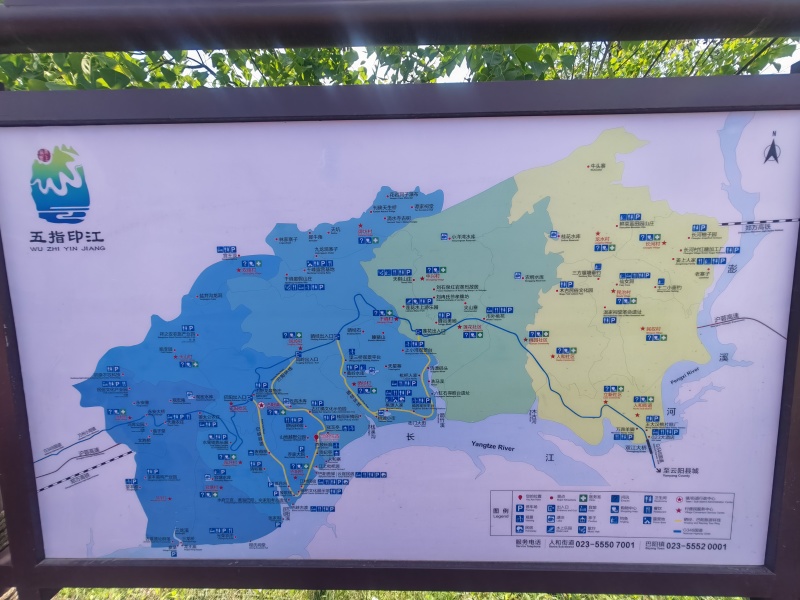 500亩白枇杷