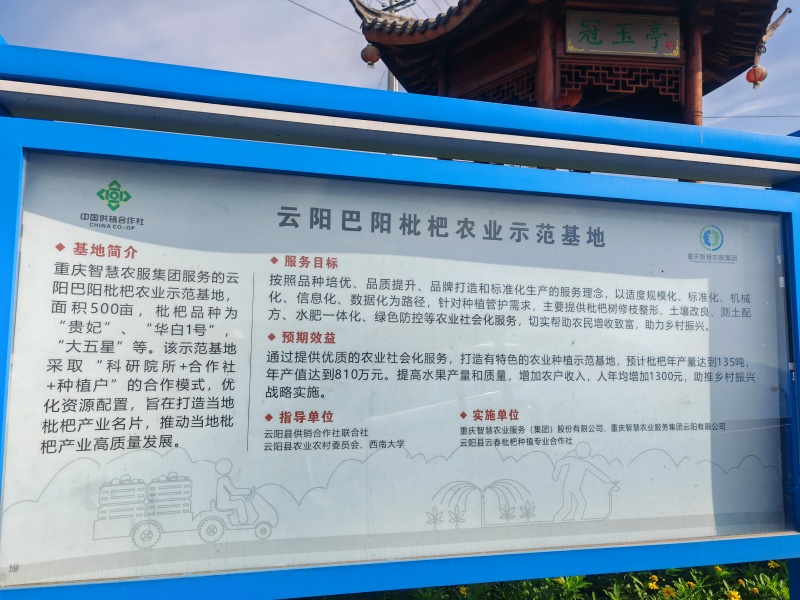 500亩白枇杷