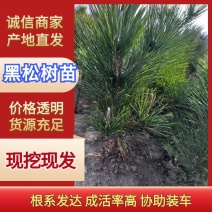 13x15.黑松杯苗量大货优，成活率高，欢迎采购