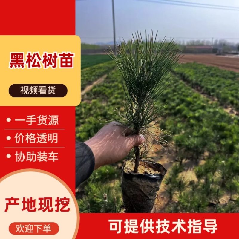 13x15.黑松杯苗量大货优，成活率高，欢迎采购