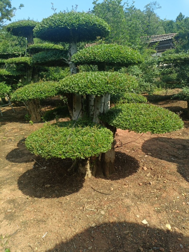 绿植盆景对节白腊别墅庭院园林绿化设计