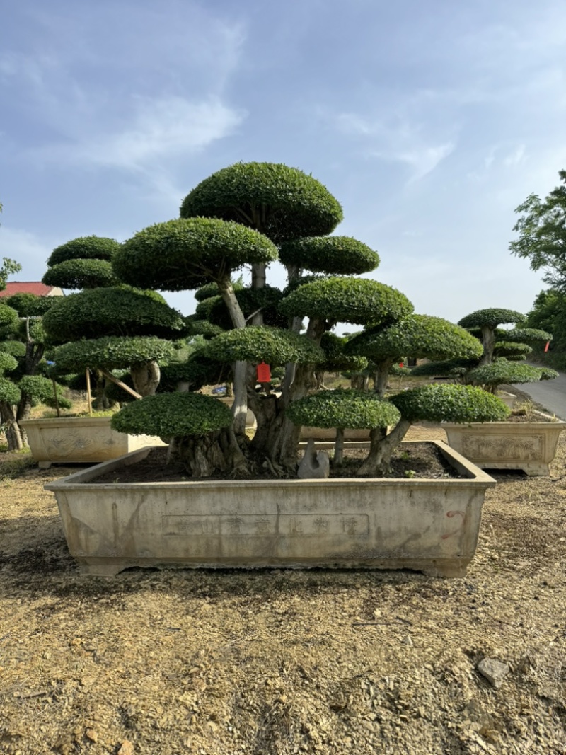 绿植盆景对节白腊别墅庭院园林绿化设计