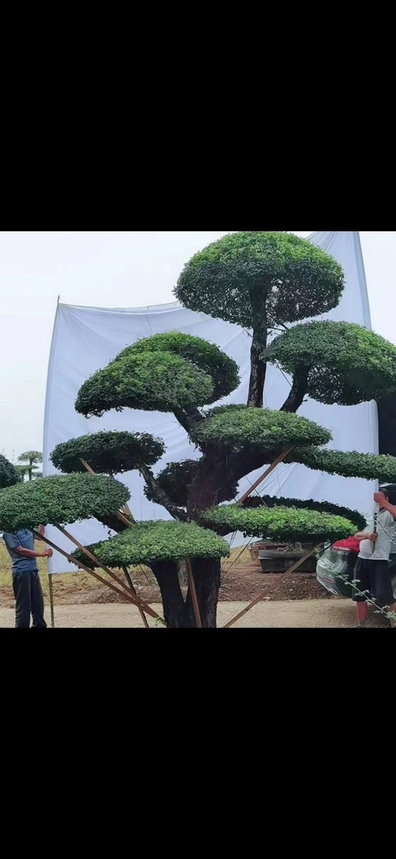 绿植盆景对节白腊别墅庭院园林绿化设计