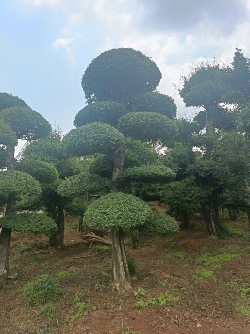 绿植盆景对节白腊别墅庭院园林绿化设计