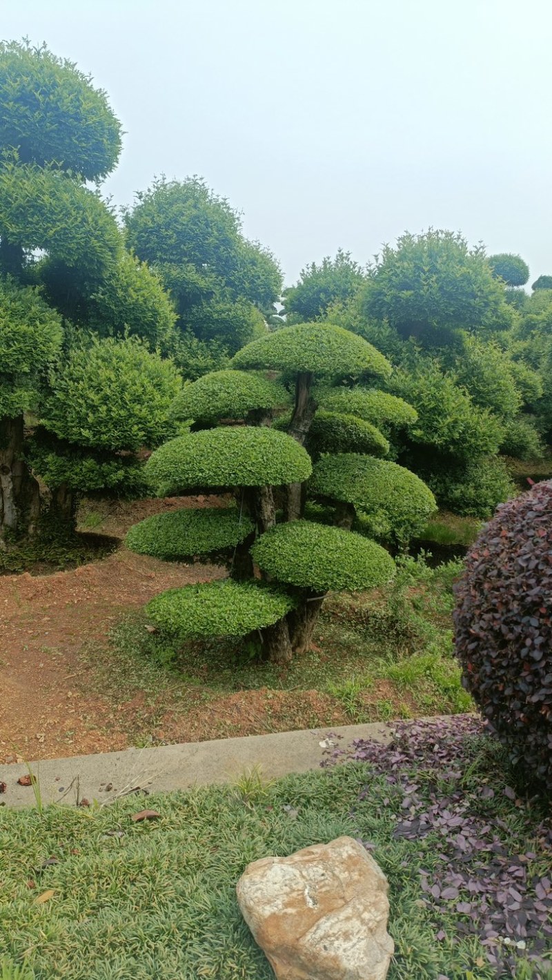 绿植盆景对节白腊别墅庭院园林绿化设计