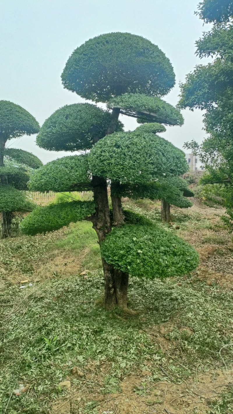 绿植盆景对节白腊别墅庭院园林绿化设计