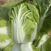 黄心大白菜
