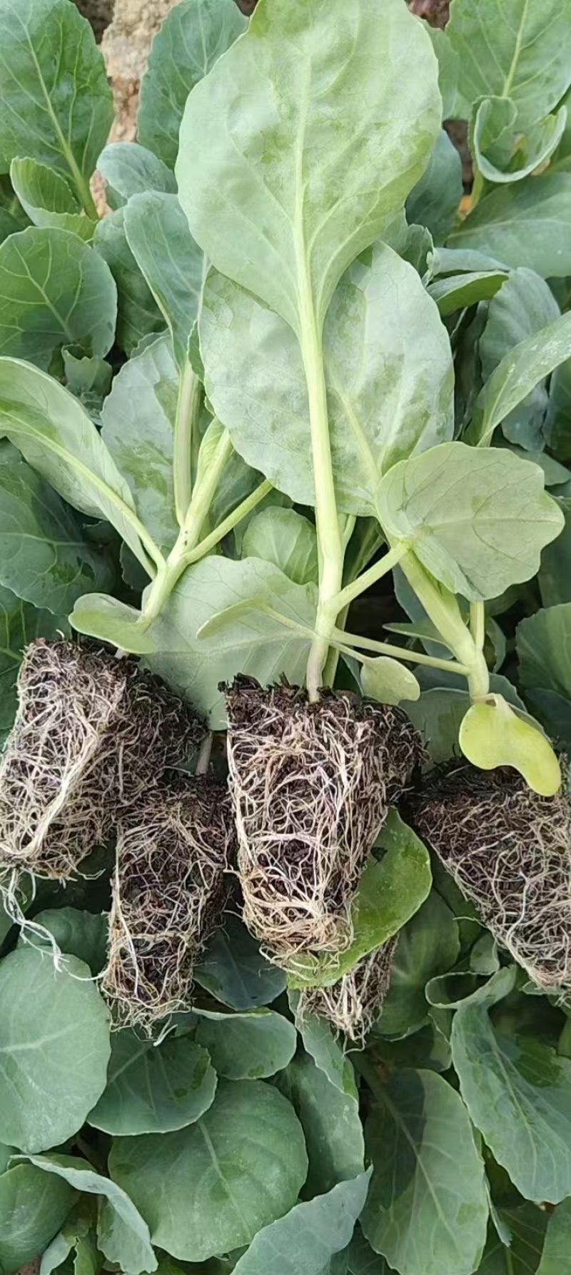 平包菜苗品种是京一号云南玉溪通海县各种蔬菜苗都有欢迎来电咨询