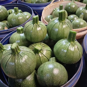 小圆瓜