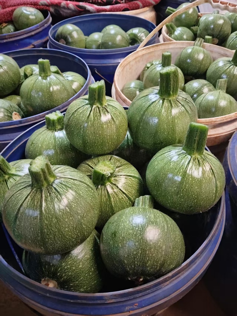 小圆瓜