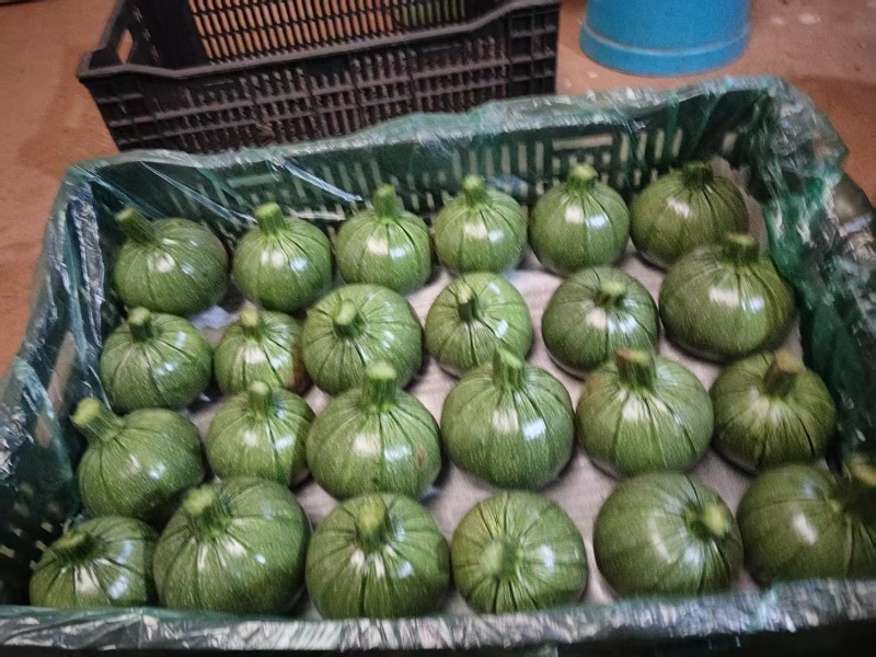 小圆瓜