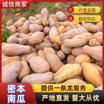 蜜本南瓜。高山蜜本香甜香糯。欢迎你的来电。