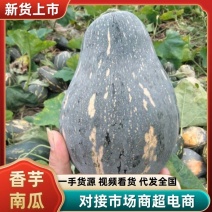 广东高山香芋南瓜，香芋味浓郁。又香又糯。