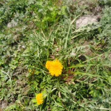 野生蒲公英