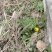 野生蒲公英