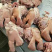【猪头肉】八九成熟猪头脸