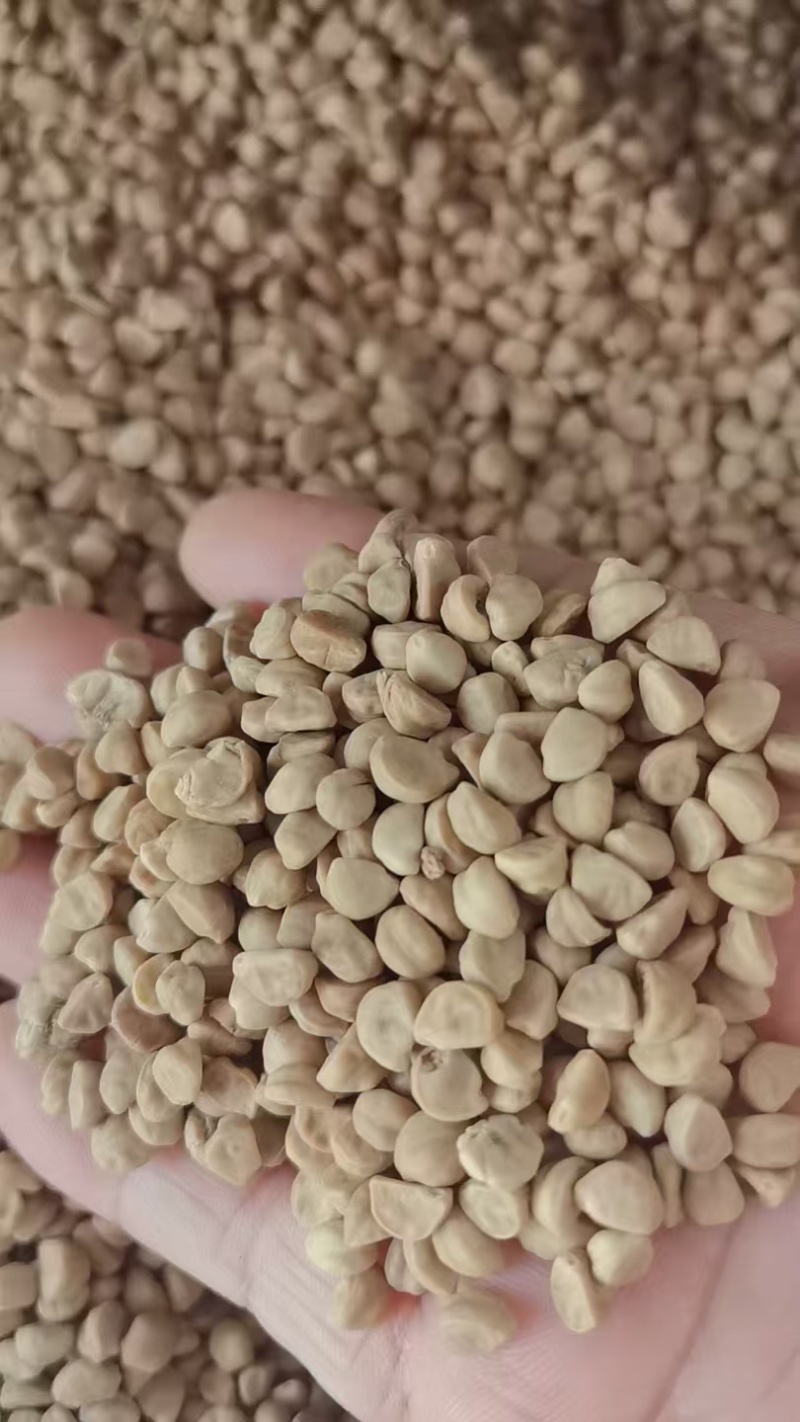 中药材牵牛子直售