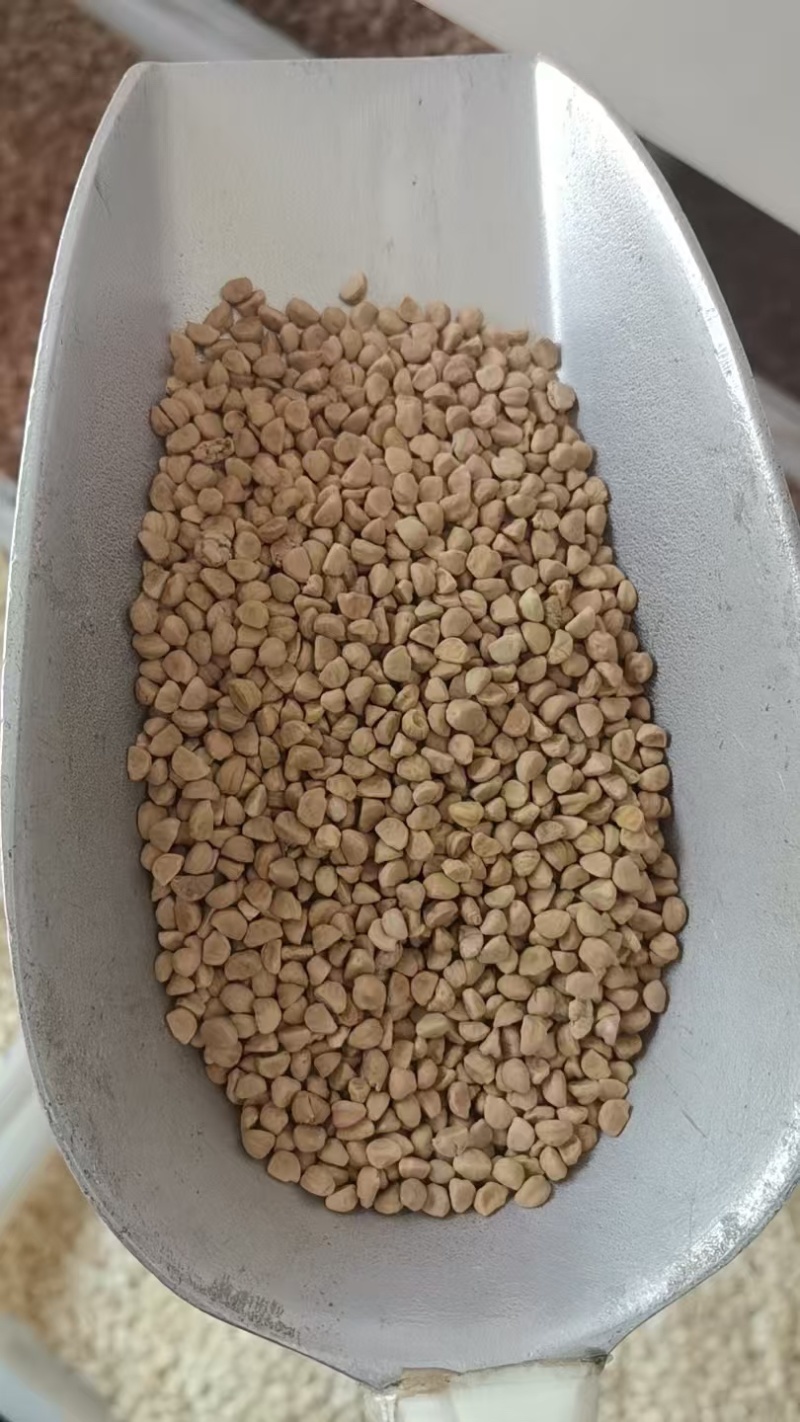 中药材牵牛子直售