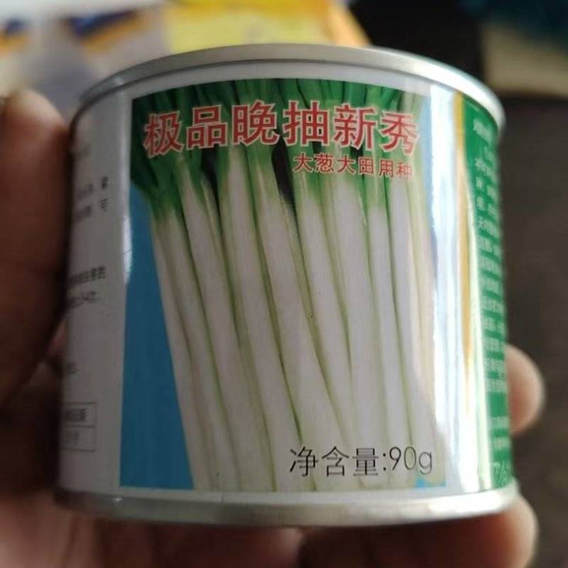 四季小香葱种子全国包邮质量保证免费提供种植技术