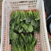 菠菜