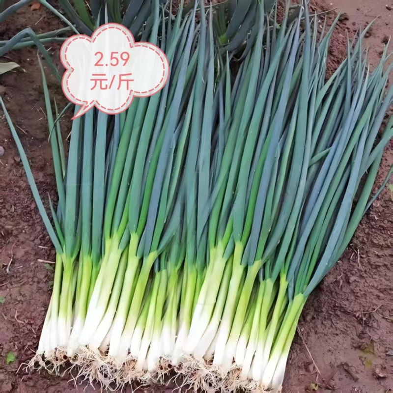 四季小香葱种子全国包邮质量保证免费提供种植技术