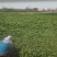 大叶青菜正在出货中
