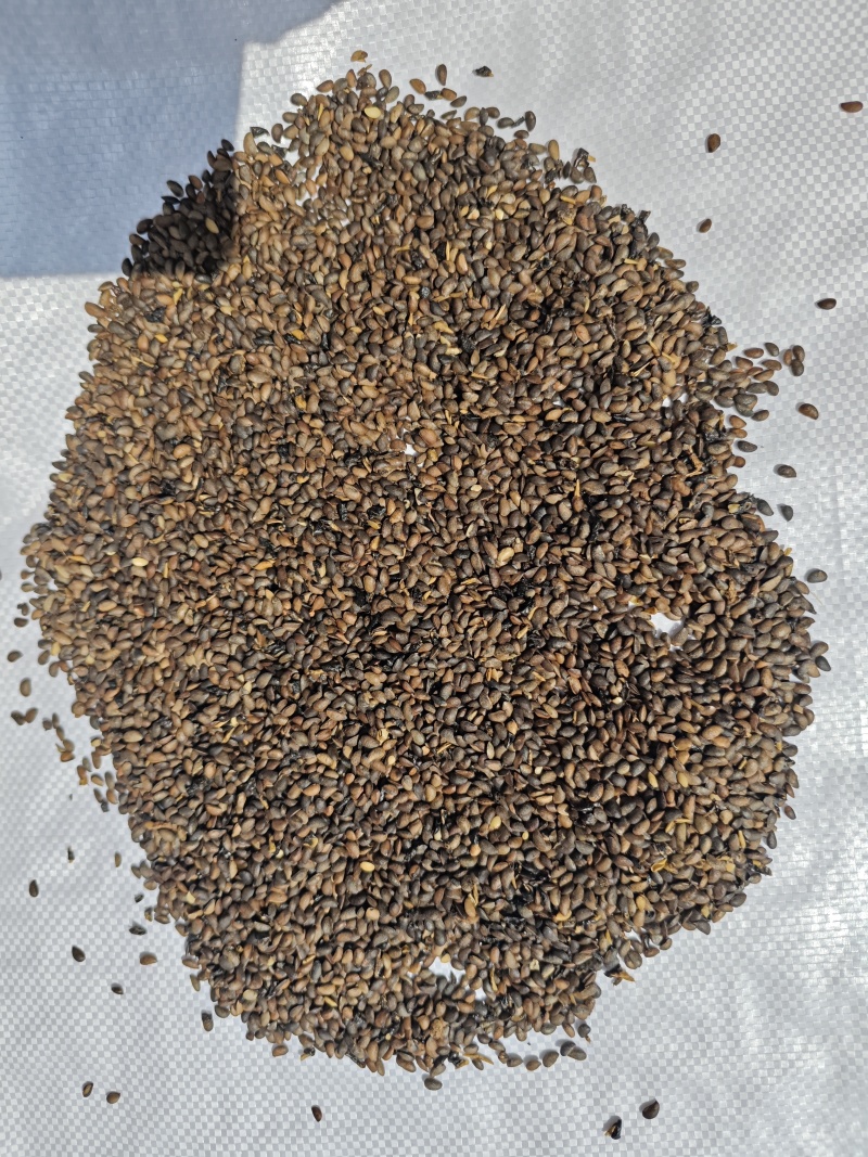厚皮黄柏种子