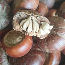 圆果风流果
