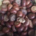 圆果风流果